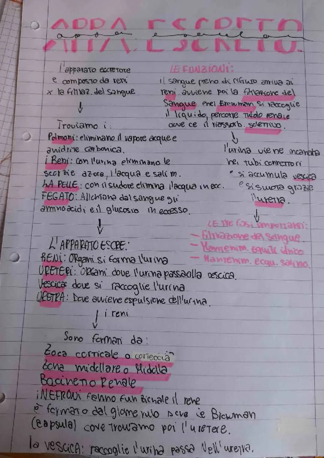 Apparato Escretore: Schema e Riassunto per Scuola Primaria e Media