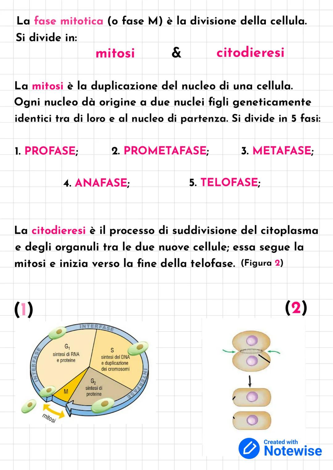 Ciclo Cellulare
Il ciclo cellulare è una serie di eventi compresi tra la for-
mazione di una cellula e la sua divisione in due cellule
figli
