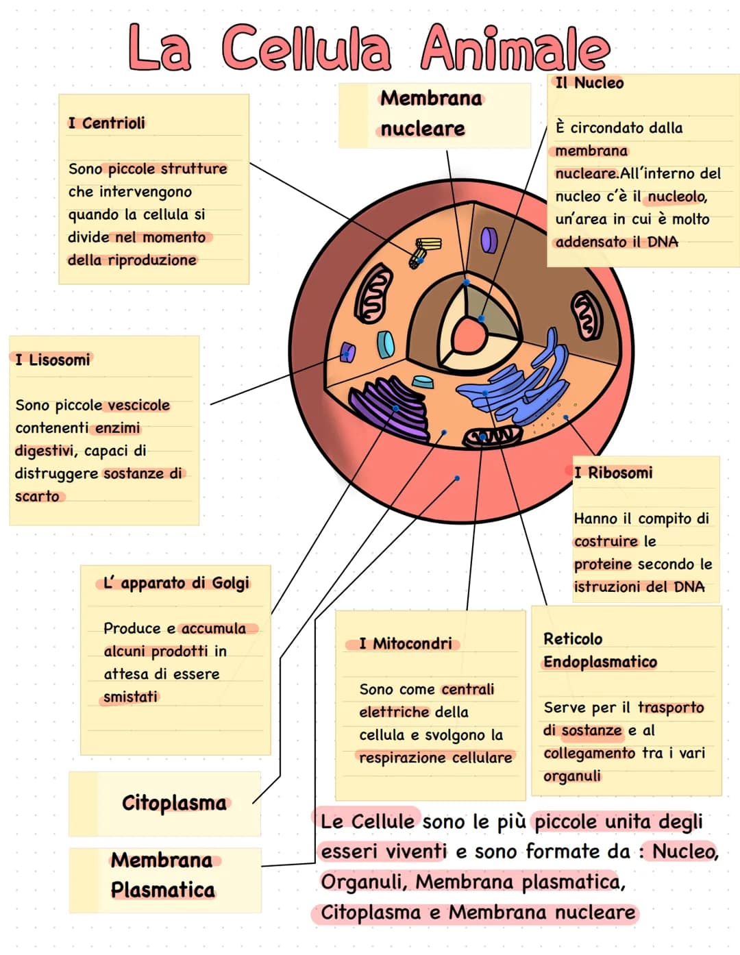 La Cellula Animale
I Centrioli
Sono piccole strutture
che intervengono
quando la cellula si
divide nel momento
della riproduzione
I Lisosomi