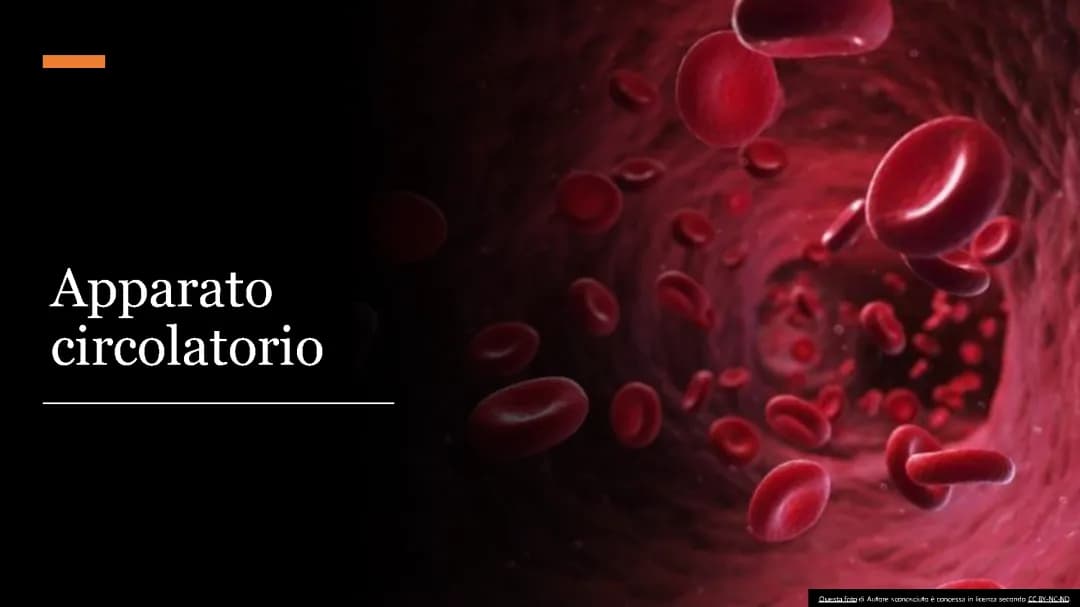 Apparato circolatorio e sistema linfatico