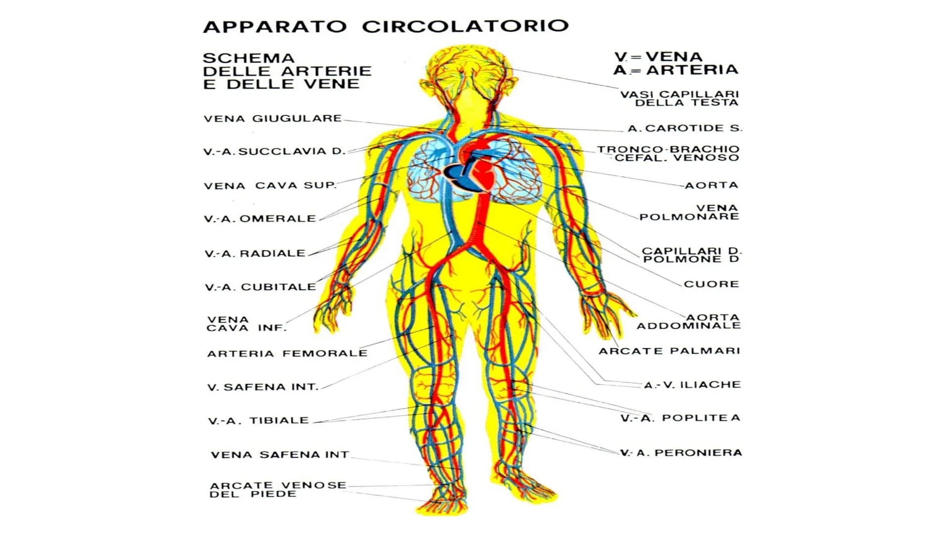 Apparato
circolatorio
O
Questa foto di Autore sconosciuto è concessa in licenza secondo CC BY-NC-ND Apparato
circolatorio
L'apparato circola