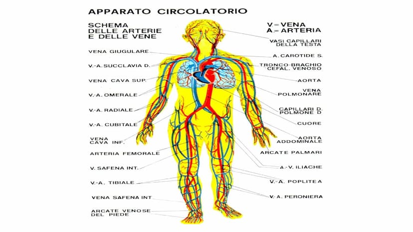 Apparato
circolatorio
O
Questa foto di Autore sconosciuto è concessa in licenza secondo CC BY-NC-ND Apparato
circolatorio
L'apparato circola