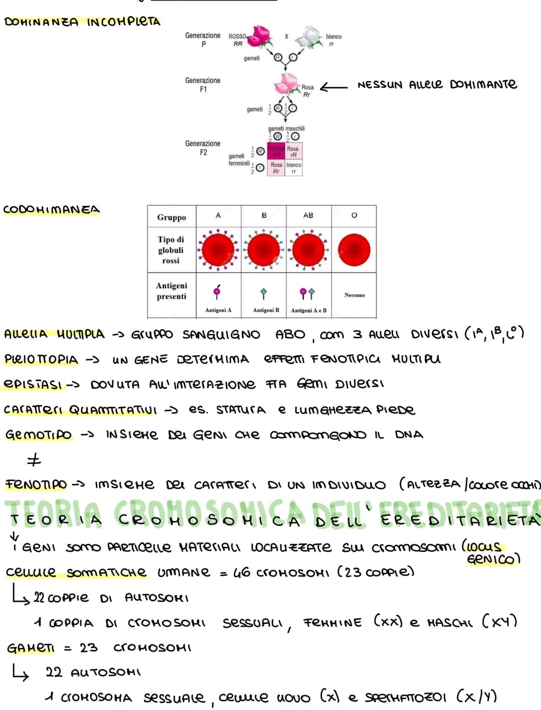 EREDITARIE TA
1° LeGGe Deu A DOMIMAMZA" = ImcrocIANDO Due uNee PURE DIFFerenti,
TUTTA LA GemerAZIONE F1 MOSTRerÀ IL
CARATTere DOMIMANTE
FIOR