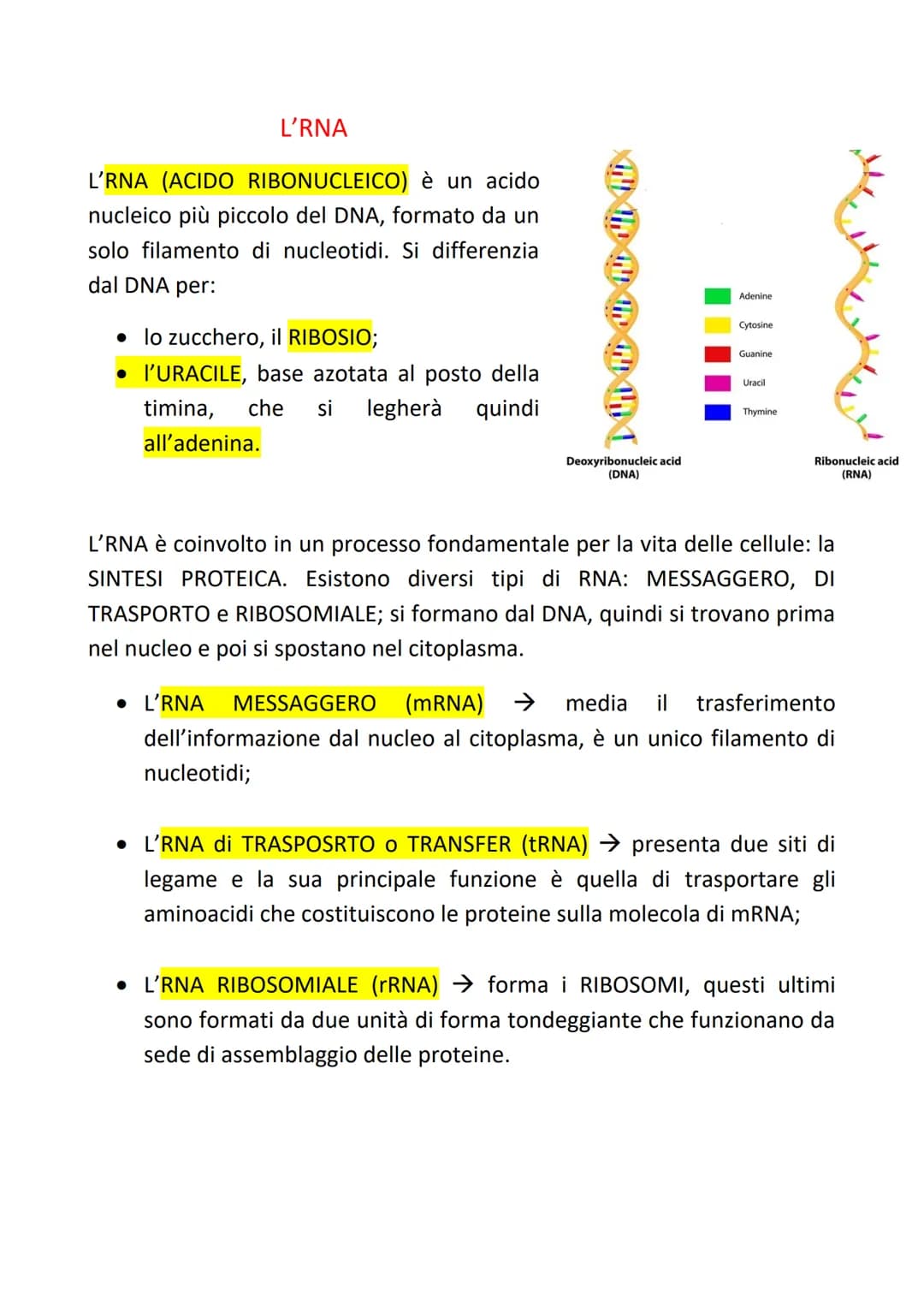 L'RNA
L'RNA (ACIDO RIBONUCLEICO) è un acido
nucleico più piccolo del DNA, formato da un
solo filamento di nucleotidi. Si differenzia
dal DNA