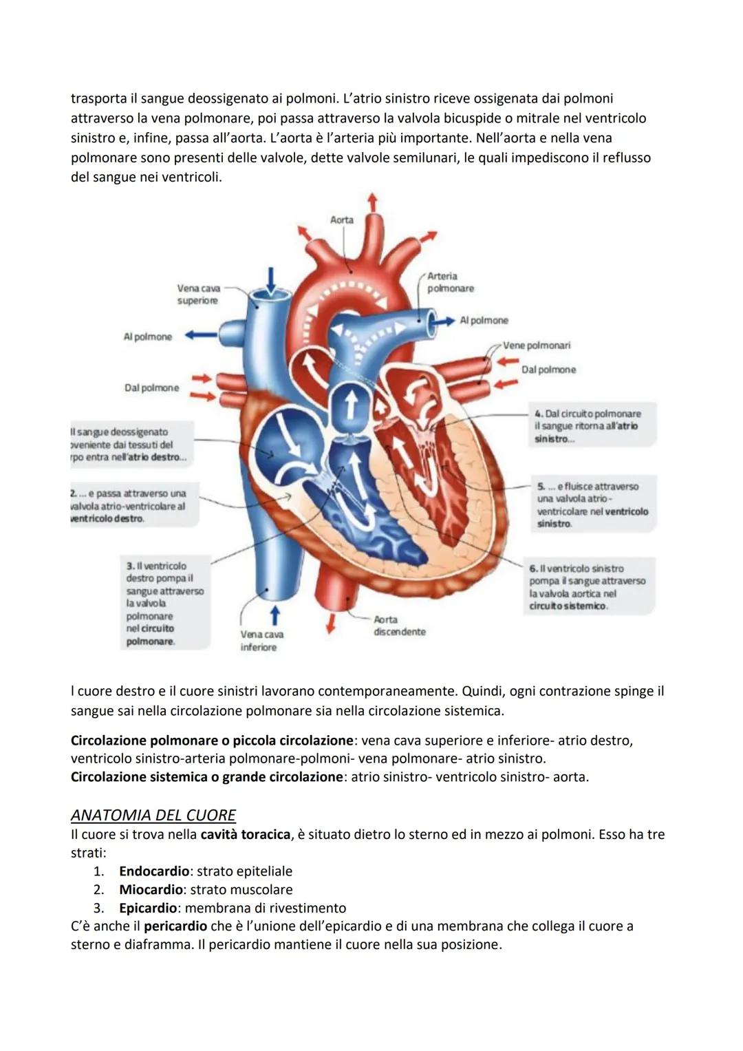 L'APPARATO CARDIOVASCOLARE
L'apparato cardiovascolare permette di trasportare ossigeno e nutrienti a tutti gli organi, tessuti e
cellule del