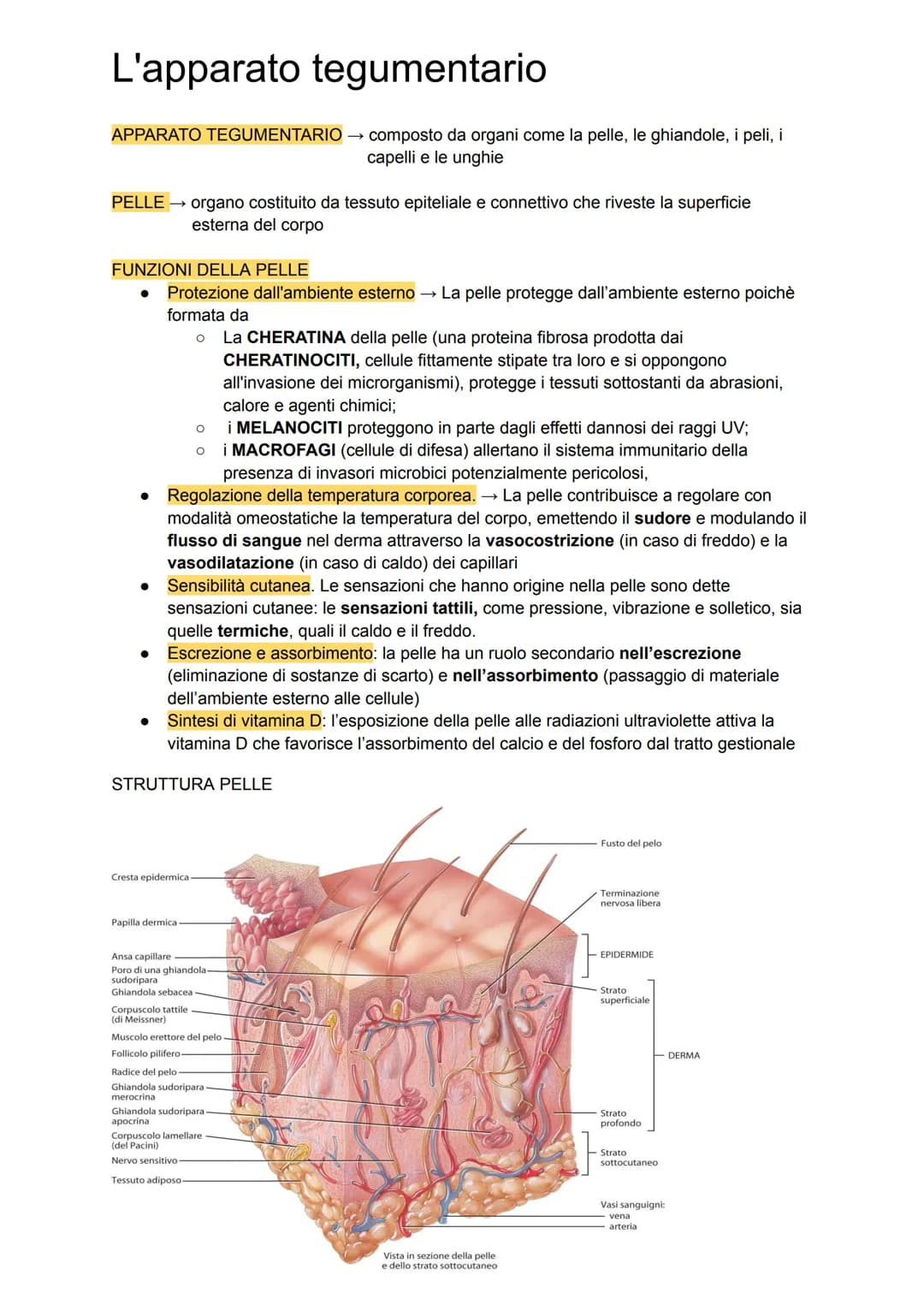 L'apparato tegumentario
APPARATO TEGUMENTARIO → composto da organi come la pelle, le ghiandole, i peli, i
capelli e le unghie
PELLE →→ organ
