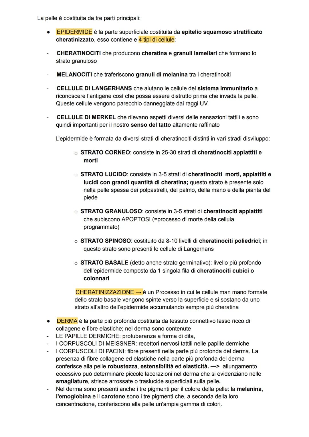 L'apparato tegumentario
APPARATO TEGUMENTARIO → composto da organi come la pelle, le ghiandole, i peli, i
capelli e le unghie
PELLE →→ organ