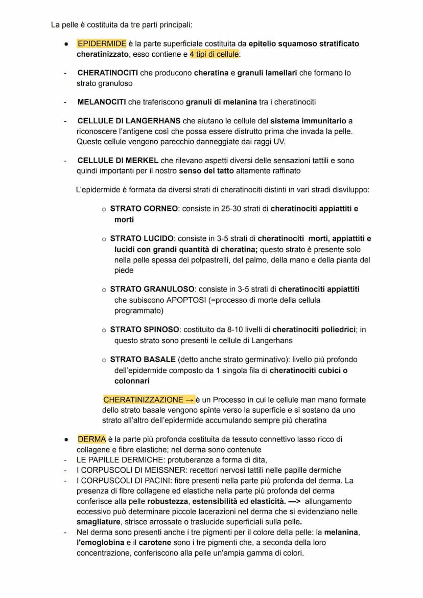 L'apparato tegumentario
APPARATO TEGUMENTARIO → composto da organi come la pelle, le ghiandole, i peli, i
capelli e le unghie
PELLE →→ organ
