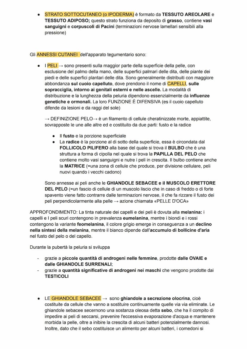 L'apparato tegumentario
APPARATO TEGUMENTARIO → composto da organi come la pelle, le ghiandole, i peli, i
capelli e le unghie
PELLE →→ organ