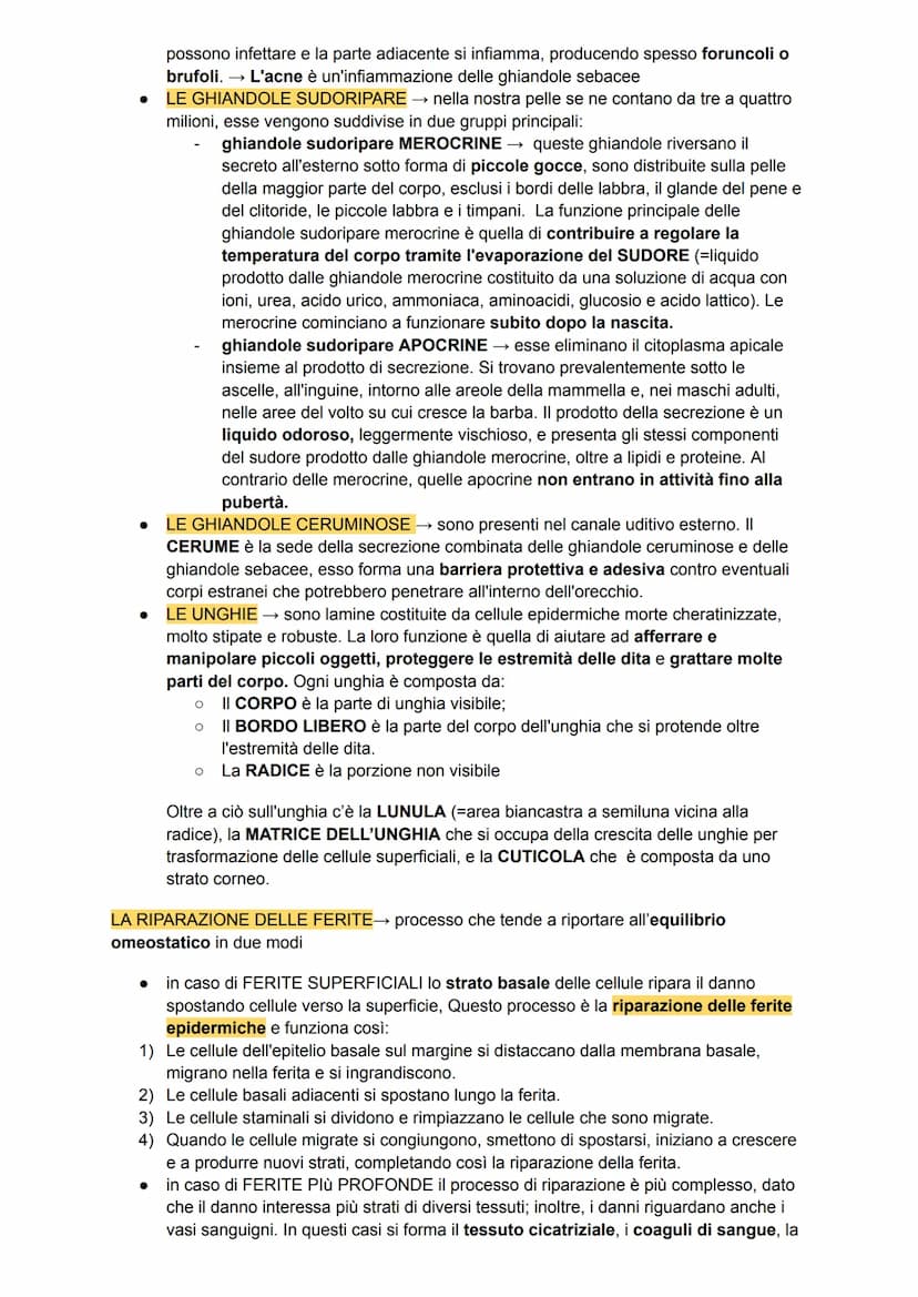 L'apparato tegumentario
APPARATO TEGUMENTARIO → composto da organi come la pelle, le ghiandole, i peli, i
capelli e le unghie
PELLE →→ organ