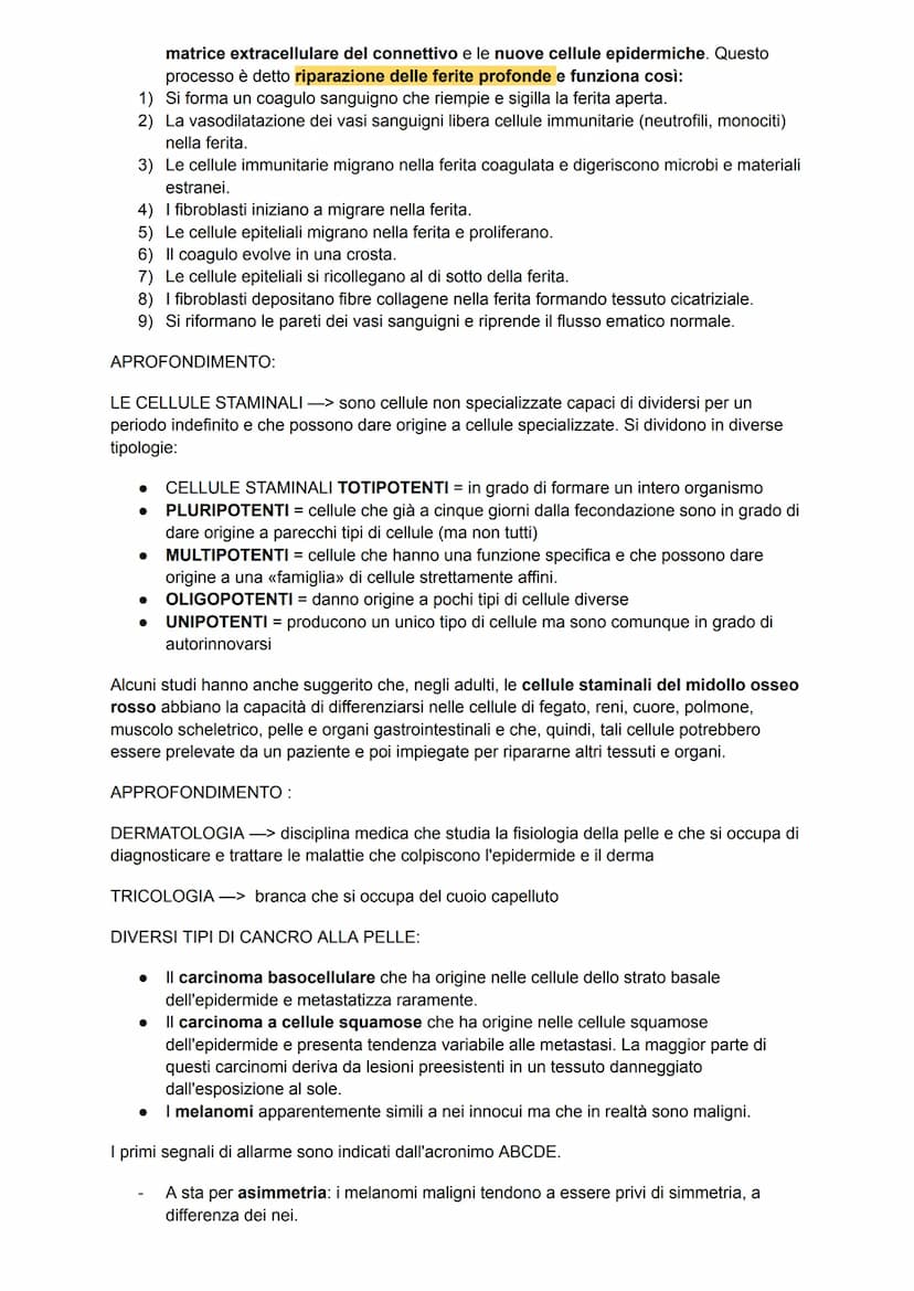 L'apparato tegumentario
APPARATO TEGUMENTARIO → composto da organi come la pelle, le ghiandole, i peli, i
capelli e le unghie
PELLE →→ organ