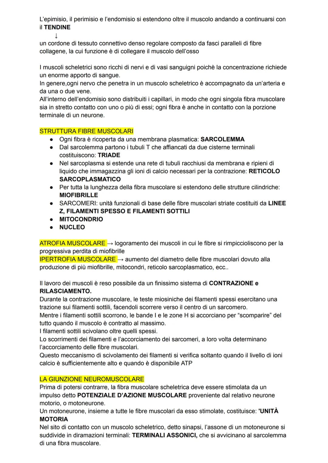 L'apparato tegumentario
APPARATO TEGUMENTARIO → composto da organi come la pelle, le ghiandole, i peli, i
capelli e le unghie
PELLE →→ organ