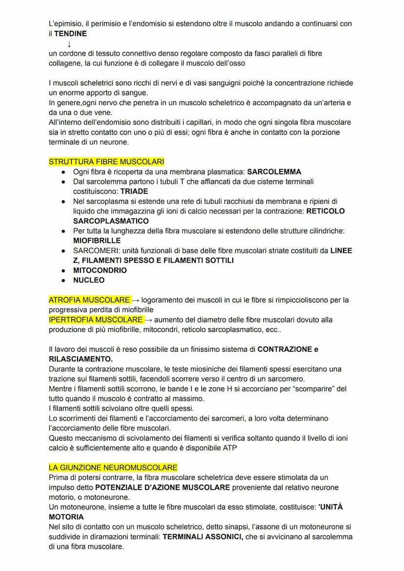 L'apparato tegumentario
APPARATO TEGUMENTARIO → composto da organi come la pelle, le ghiandole, i peli, i
capelli e le unghie
PELLE →→ organ