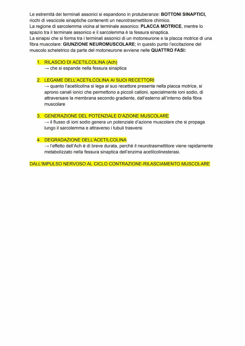 L'apparato tegumentario
APPARATO TEGUMENTARIO → composto da organi come la pelle, le ghiandole, i peli, i
capelli e le unghie
PELLE →→ organ