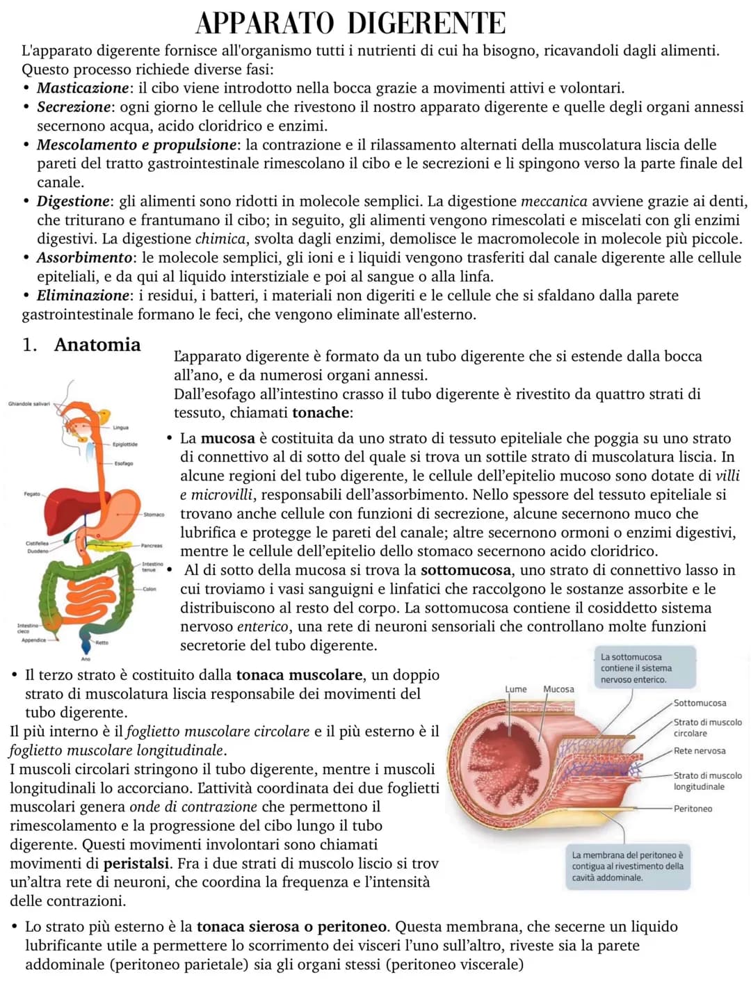 APPARATO DIGERENTE
L'apparato digerente fornisce all'organismo tutti i nutrienti di cui ha bisogno, ricavandoli dagli alimenti.
Questo proce