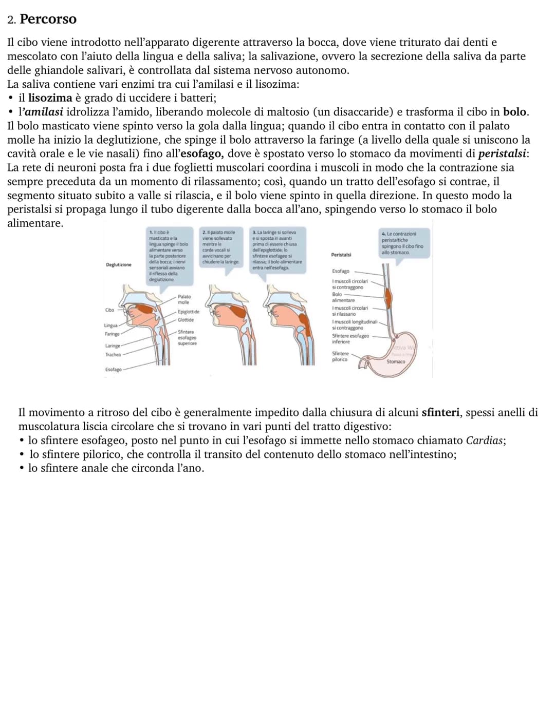 APPARATO DIGERENTE
L'apparato digerente fornisce all'organismo tutti i nutrienti di cui ha bisogno, ricavandoli dagli alimenti.
Questo proce