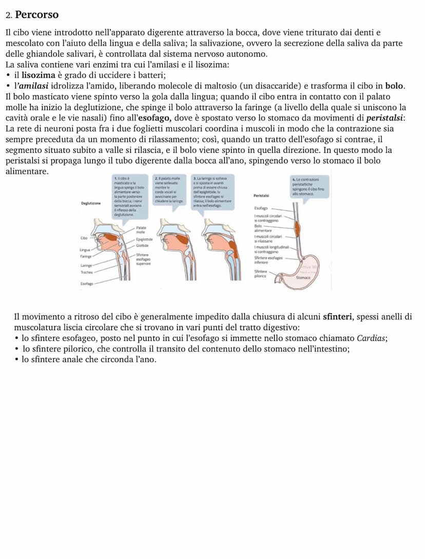 APPARATO DIGERENTE
L'apparato digerente fornisce all'organismo tutti i nutrienti di cui ha bisogno, ricavandoli dagli alimenti.
Questo proce