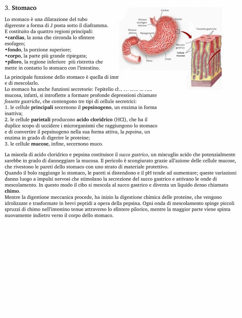 APPARATO DIGERENTE
L'apparato digerente fornisce all'organismo tutti i nutrienti di cui ha bisogno, ricavandoli dagli alimenti.
Questo proce