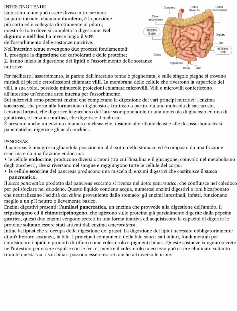 APPARATO DIGERENTE
L'apparato digerente fornisce all'organismo tutti i nutrienti di cui ha bisogno, ricavandoli dagli alimenti.
Questo proce