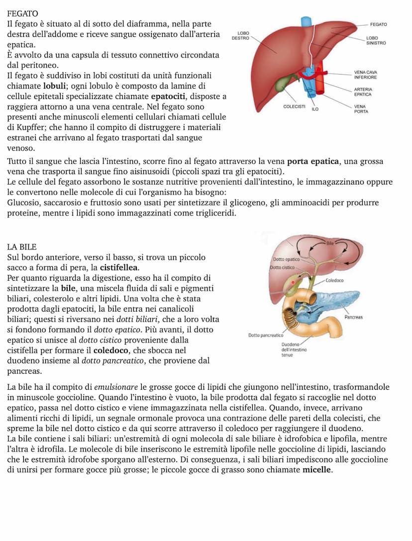 APPARATO DIGERENTE
L'apparato digerente fornisce all'organismo tutti i nutrienti di cui ha bisogno, ricavandoli dagli alimenti.
Questo proce