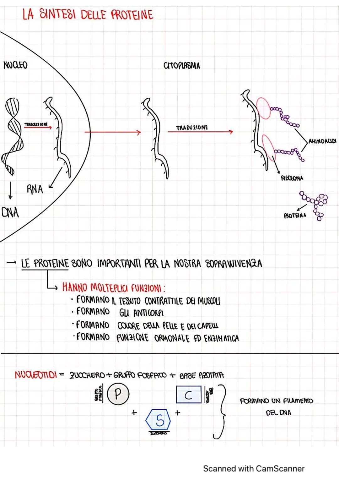 LA SINTESI DELLE PROTEINE
NUCLEO
ONA
TRASCRIZIONE
RNA
LE PROTEINE SONO IMPORTANTI PER LA NOSTRA SOPRAWIVENZA
HANNO MOLTEPLICI FUNZIONI:
FORM