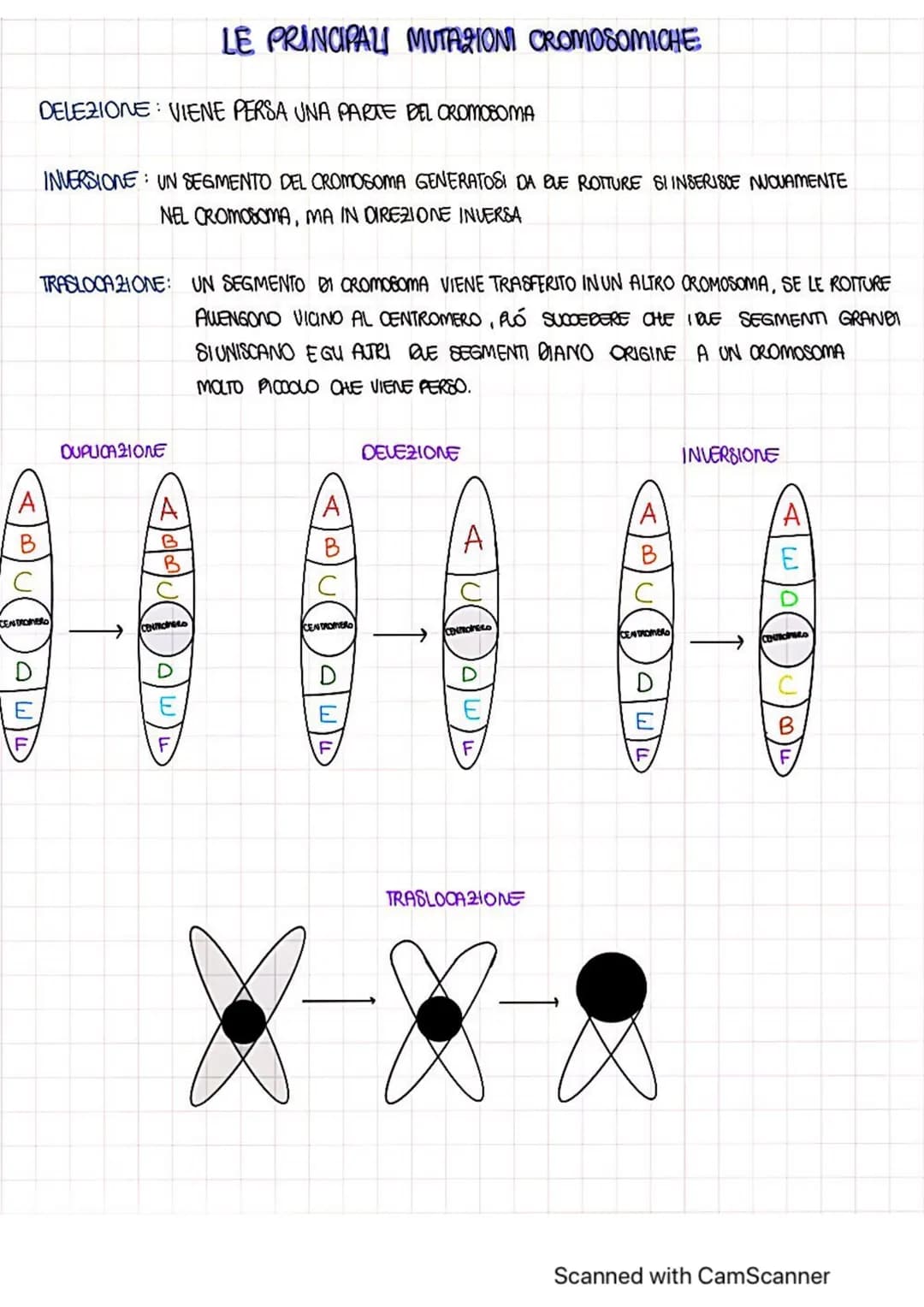 LA SINTESI DELLE PROTEINE
NUCLEO
ONA
TRASCRIZIONE
RNA
LE PROTEINE SONO IMPORTANTI PER LA NOSTRA SOPRAWIVENZA
HANNO MOLTEPLICI FUNZIONI:
FORM