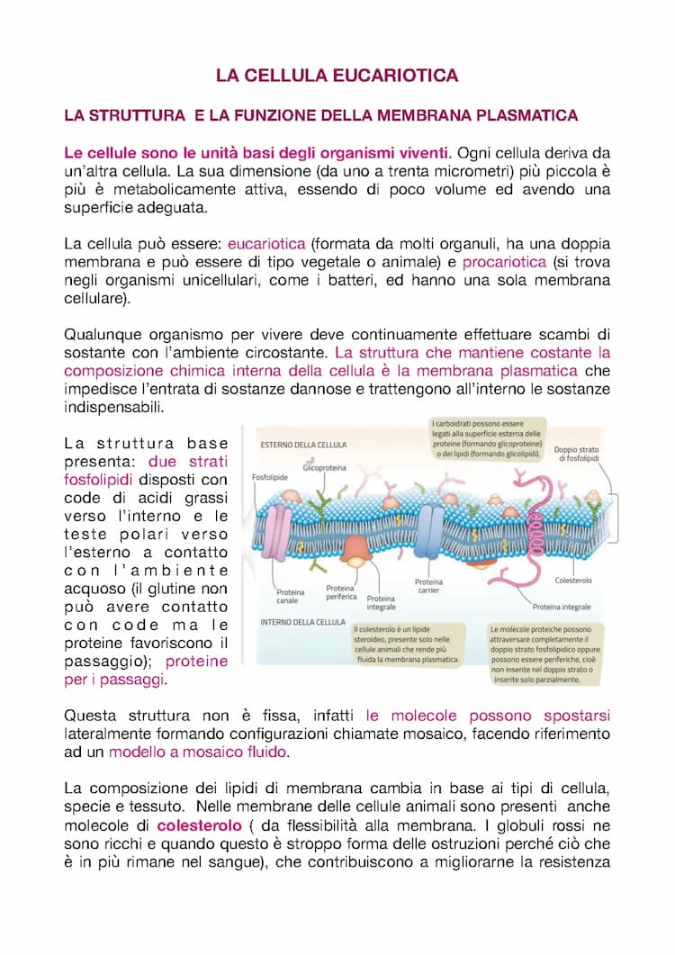 Know La cellula Eucariotica thumbnail