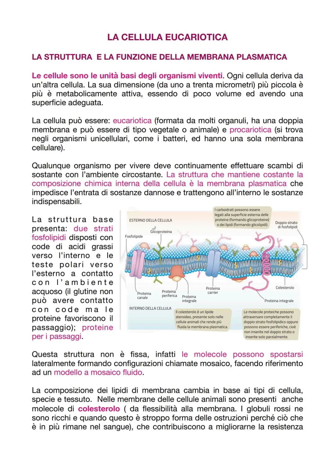 LA CELLULA EUCARIOTICA
LA STRUTTURA E LA FUNZIONE DELLA MEMBRANA PLASMATICA
Le cellule sono le unità basi degli organismi viventi. Ogni cell