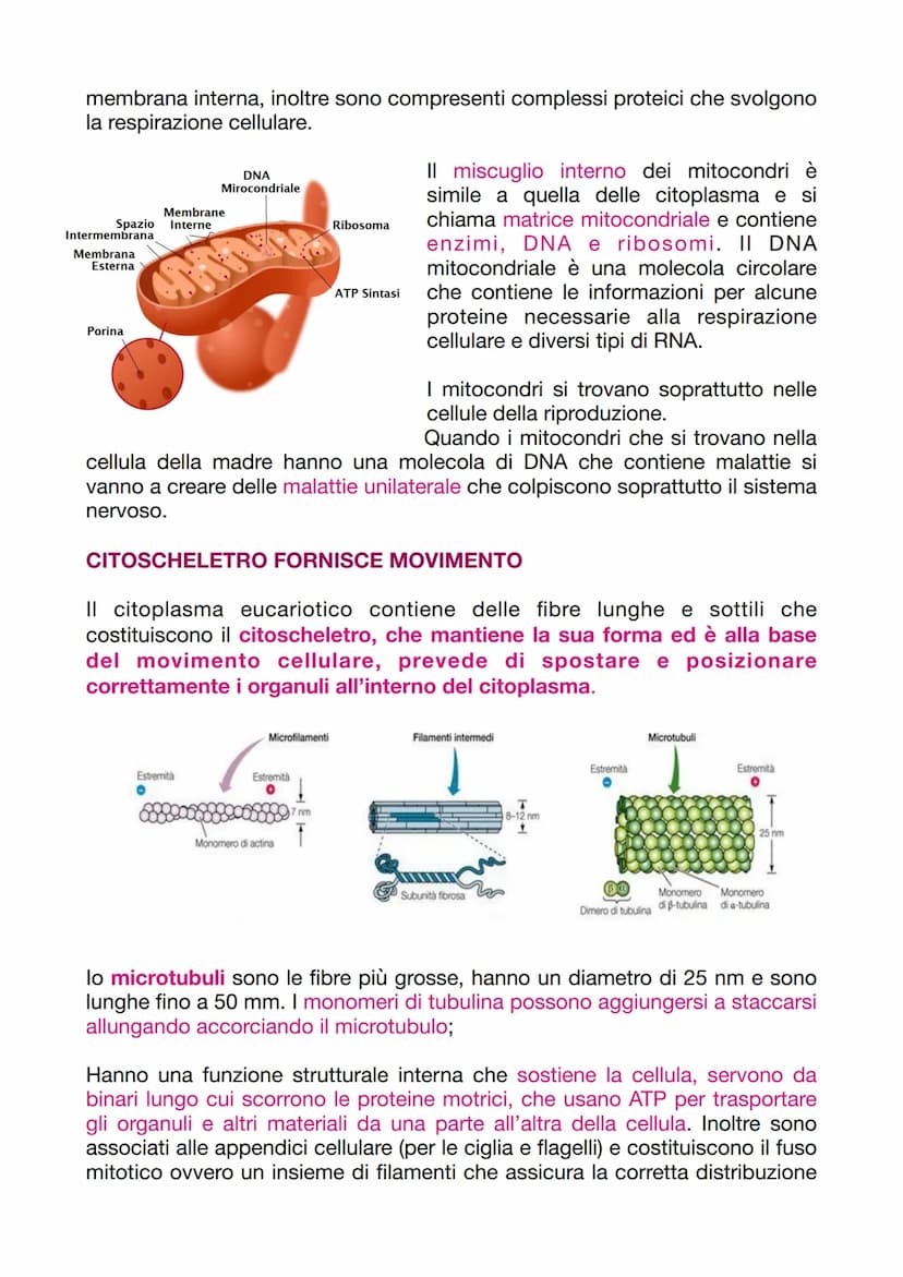 LA CELLULA EUCARIOTICA
LA STRUTTURA E LA FUNZIONE DELLA MEMBRANA PLASMATICA
Le cellule sono le unità basi degli organismi viventi. Ogni cell