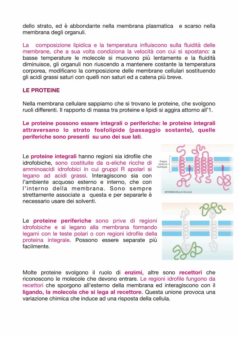 LA CELLULA EUCARIOTICA
LA STRUTTURA E LA FUNZIONE DELLA MEMBRANA PLASMATICA
Le cellule sono le unità basi degli organismi viventi. Ogni cell