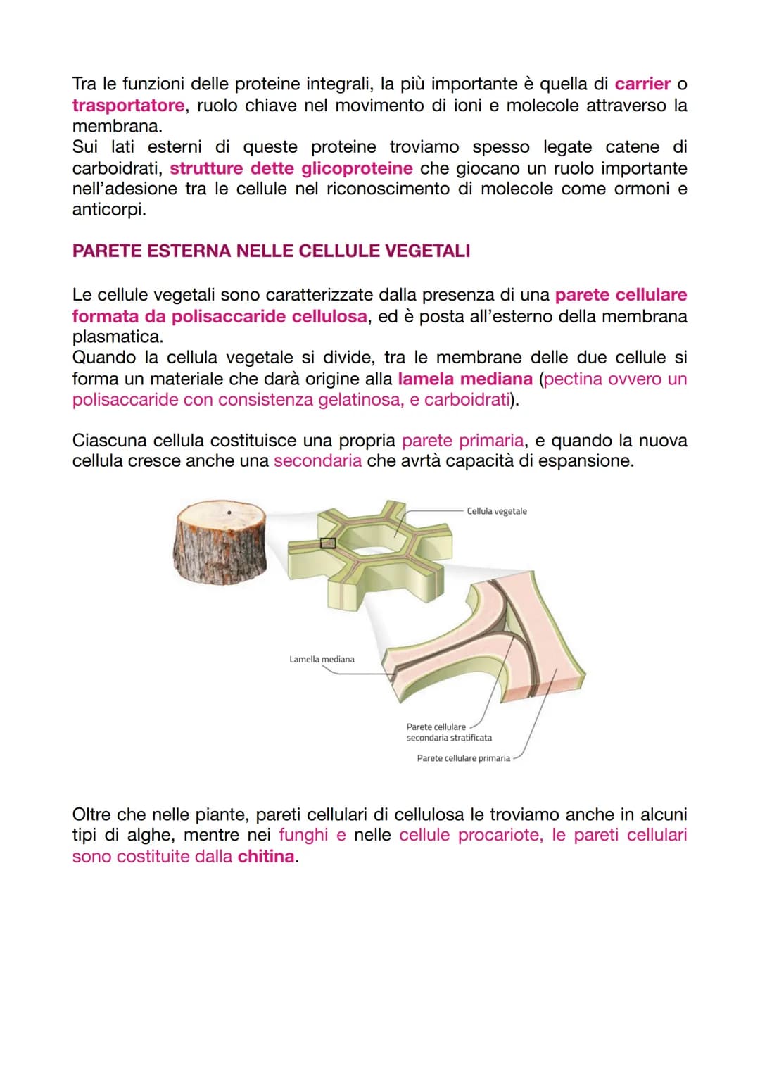 LA CELLULA EUCARIOTICA
LA STRUTTURA E LA FUNZIONE DELLA MEMBRANA PLASMATICA
Le cellule sono le unità basi degli organismi viventi. Ogni cell
