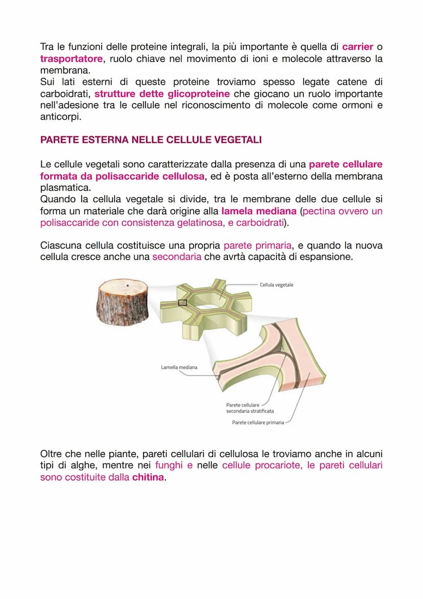 LA CELLULA EUCARIOTICA
LA STRUTTURA E LA FUNZIONE DELLA MEMBRANA PLASMATICA
Le cellule sono le unità basi degli organismi viventi. Ogni cell