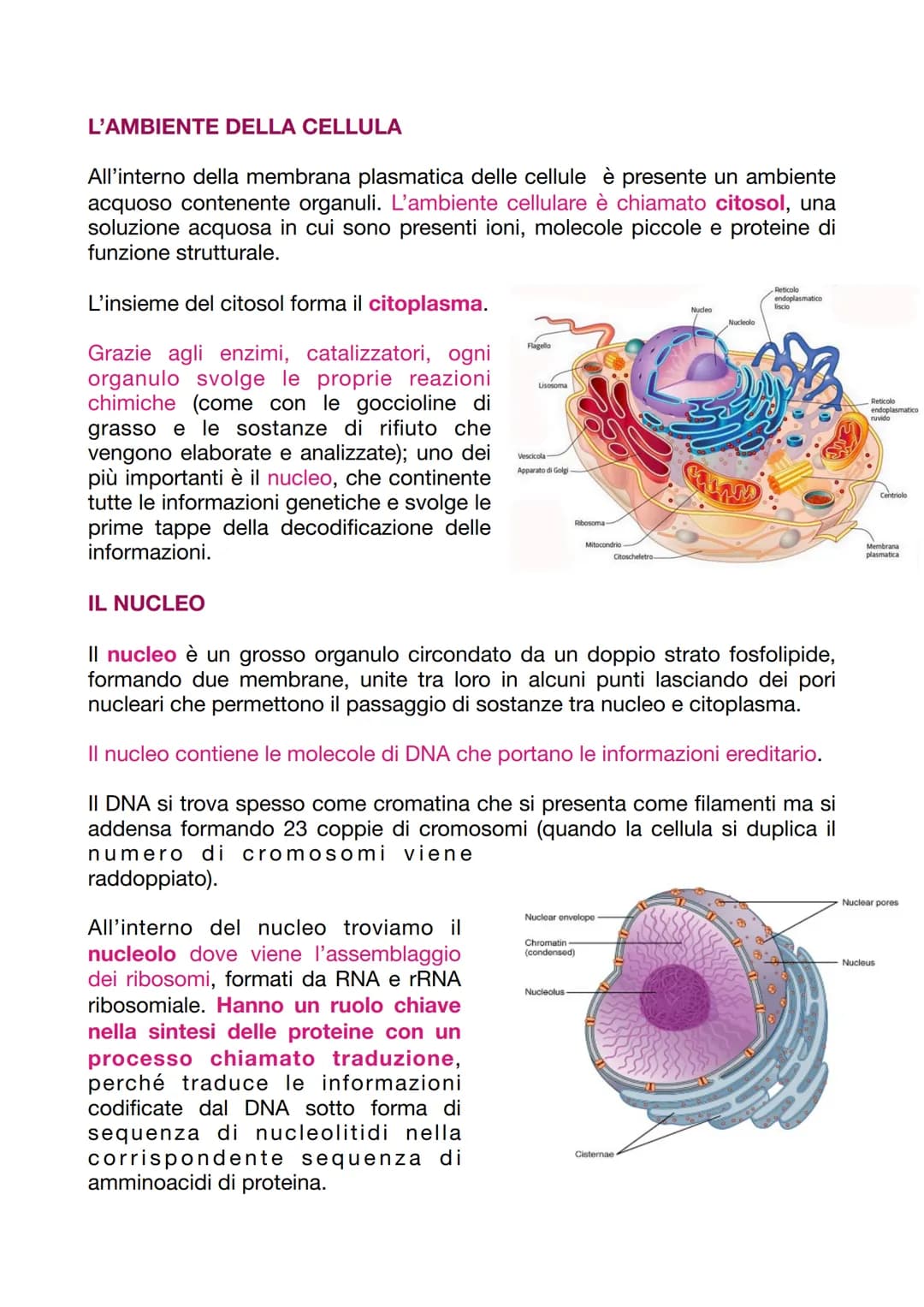 LA CELLULA EUCARIOTICA
LA STRUTTURA E LA FUNZIONE DELLA MEMBRANA PLASMATICA
Le cellule sono le unità basi degli organismi viventi. Ogni cell