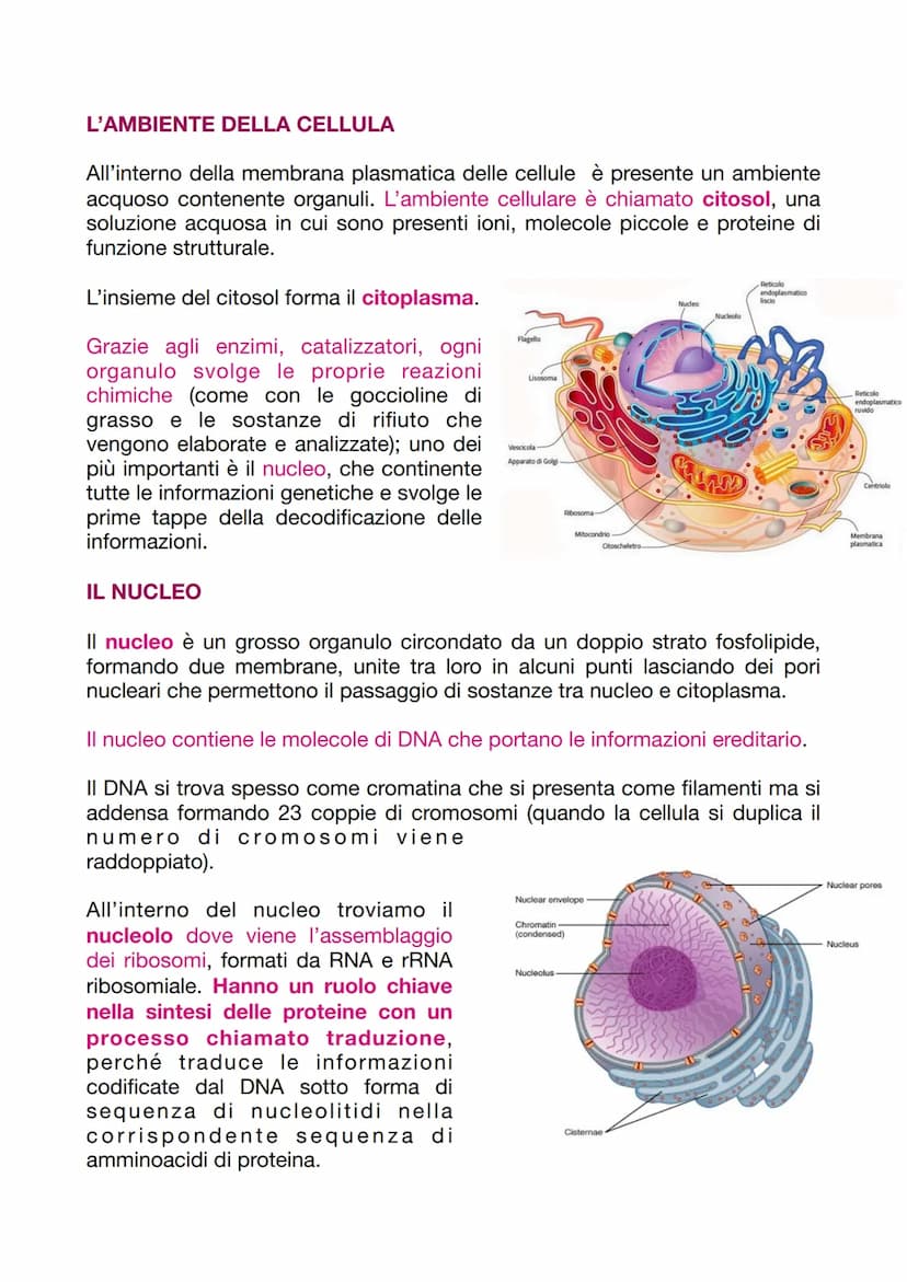 LA CELLULA EUCARIOTICA
LA STRUTTURA E LA FUNZIONE DELLA MEMBRANA PLASMATICA
Le cellule sono le unità basi degli organismi viventi. Ogni cell