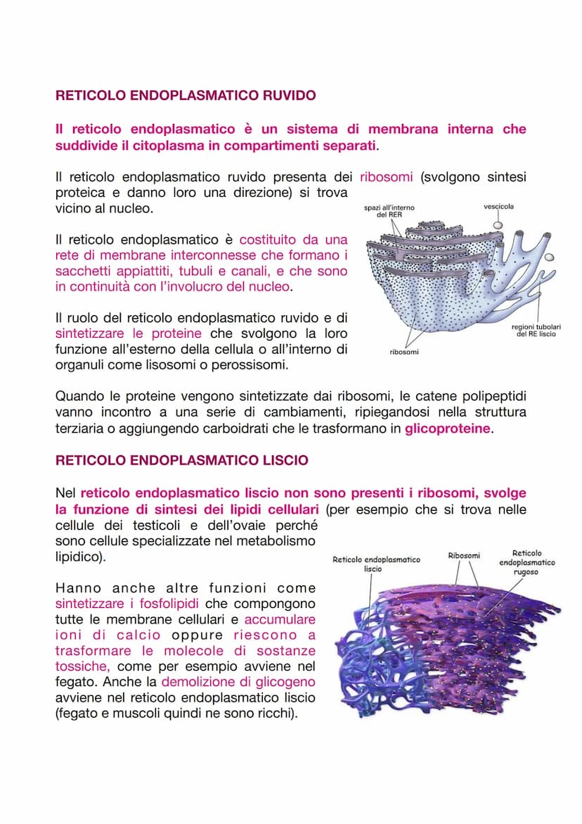 LA CELLULA EUCARIOTICA
LA STRUTTURA E LA FUNZIONE DELLA MEMBRANA PLASMATICA
Le cellule sono le unità basi degli organismi viventi. Ogni cell