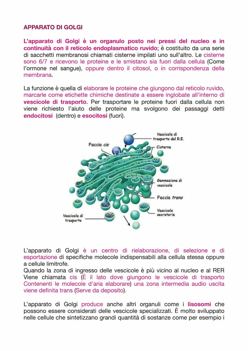 LA CELLULA EUCARIOTICA
LA STRUTTURA E LA FUNZIONE DELLA MEMBRANA PLASMATICA
Le cellule sono le unità basi degli organismi viventi. Ogni cell