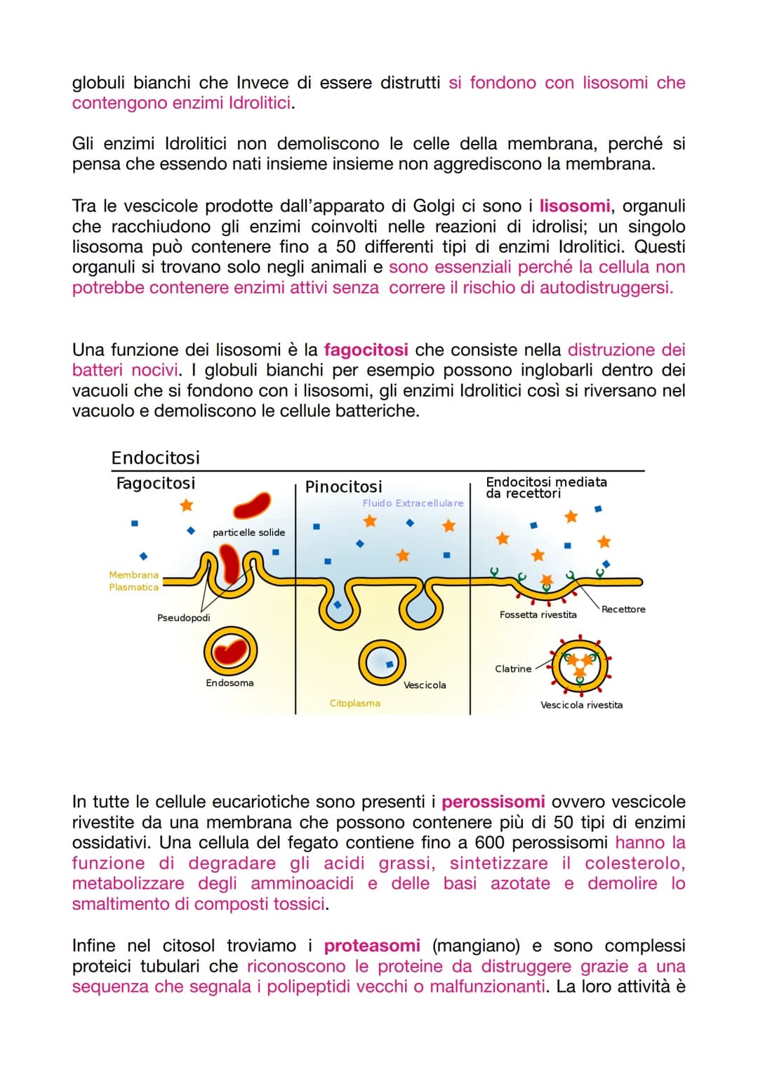 LA CELLULA EUCARIOTICA
LA STRUTTURA E LA FUNZIONE DELLA MEMBRANA PLASMATICA
Le cellule sono le unità basi degli organismi viventi. Ogni cell