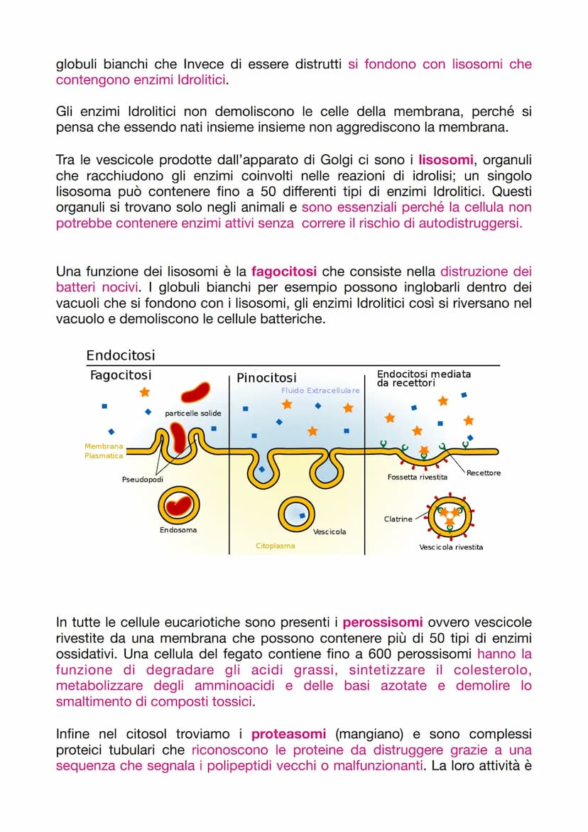 LA CELLULA EUCARIOTICA
LA STRUTTURA E LA FUNZIONE DELLA MEMBRANA PLASMATICA
Le cellule sono le unità basi degli organismi viventi. Ogni cell