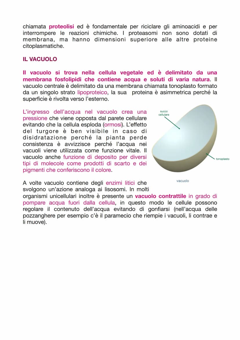 LA CELLULA EUCARIOTICA
LA STRUTTURA E LA FUNZIONE DELLA MEMBRANA PLASMATICA
Le cellule sono le unità basi degli organismi viventi. Ogni cell