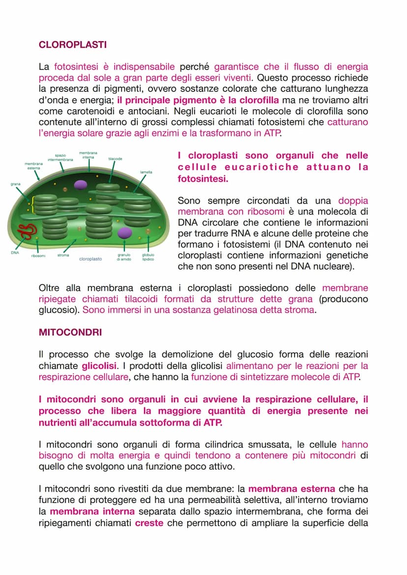 LA CELLULA EUCARIOTICA
LA STRUTTURA E LA FUNZIONE DELLA MEMBRANA PLASMATICA
Le cellule sono le unità basi degli organismi viventi. Ogni cell