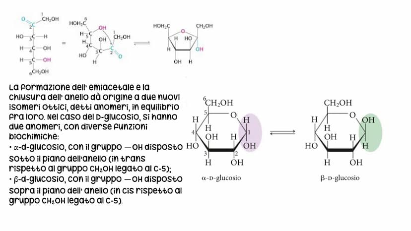 LE BIOMOLECOLE
Carboidrati, Proteine, Lipidi e acidi nucleici LE BIOMOLECOLE
sono molecole che svolgono un ruolo nei sistemi
biologici
CARAT