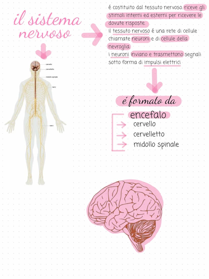 il sistema
→
nervoso
cervello
cervelletto
midollo spinale
nervi
é costituito dal tessuto nervoso. riceve gli
stimoli interni ed esterni per 