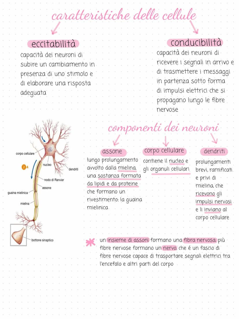 il sistema
→
nervoso
cervello
cervelletto
midollo spinale
nervi
é costituito dal tessuto nervoso. riceve gli
stimoli interni ed esterni per 