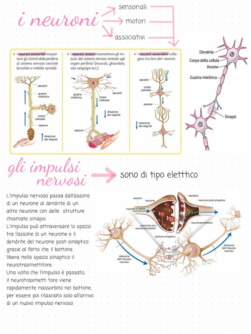 il sistema
→
nervoso
cervello
cervelletto
midollo spinale
nervi
é costituito dal tessuto nervoso. riceve gli
stimoli interni ed esterni per 