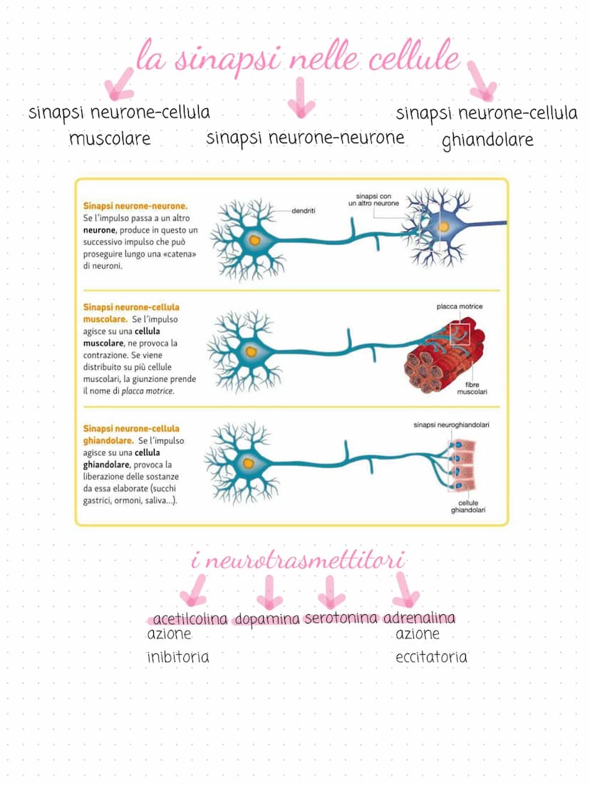il sistema
→
nervoso
cervello
cervelletto
midollo spinale
nervi
é costituito dal tessuto nervoso. riceve gli
stimoli interni ed esterni per 