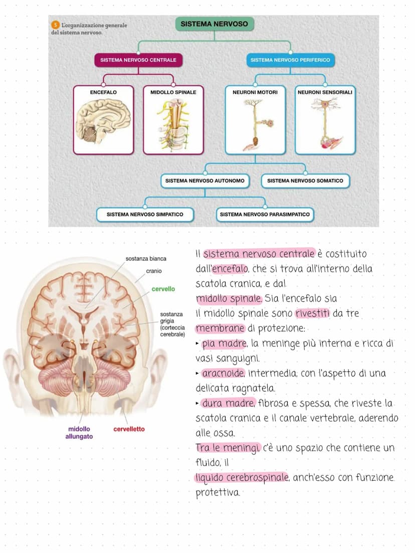 il sistema
→
nervoso
cervello
cervelletto
midollo spinale
nervi
é costituito dal tessuto nervoso. riceve gli
stimoli interni ed esterni per 