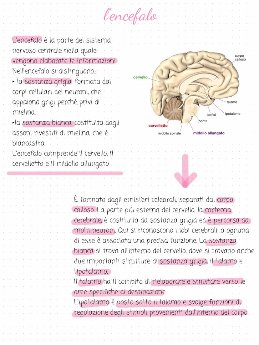 il sistema
→
nervoso
cervello
cervelletto
midollo spinale
nervi
é costituito dal tessuto nervoso. riceve gli
stimoli interni ed esterni per 