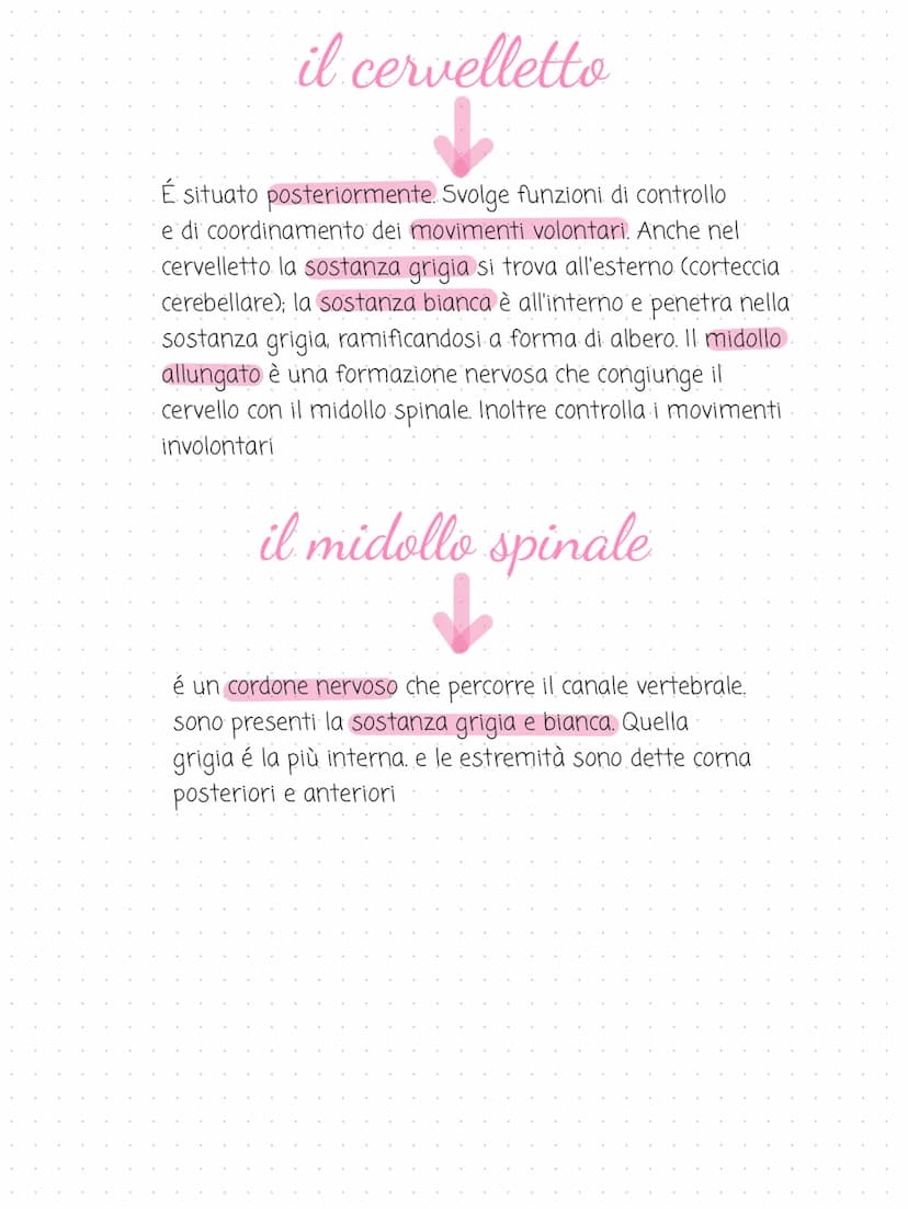 il sistema
→
nervoso
cervello
cervelletto
midollo spinale
nervi
é costituito dal tessuto nervoso. riceve gli
stimoli interni ed esterni per 