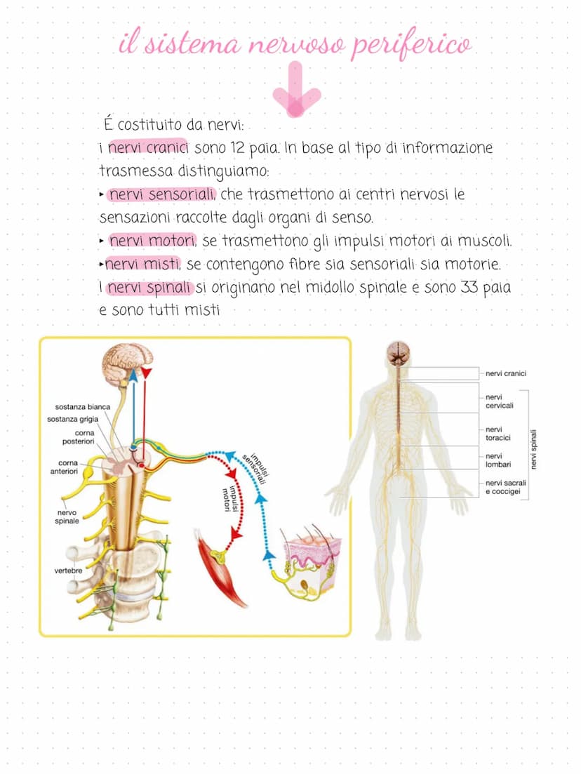 il sistema
→
nervoso
cervello
cervelletto
midollo spinale
nervi
é costituito dal tessuto nervoso. riceve gli
stimoli interni ed esterni per 