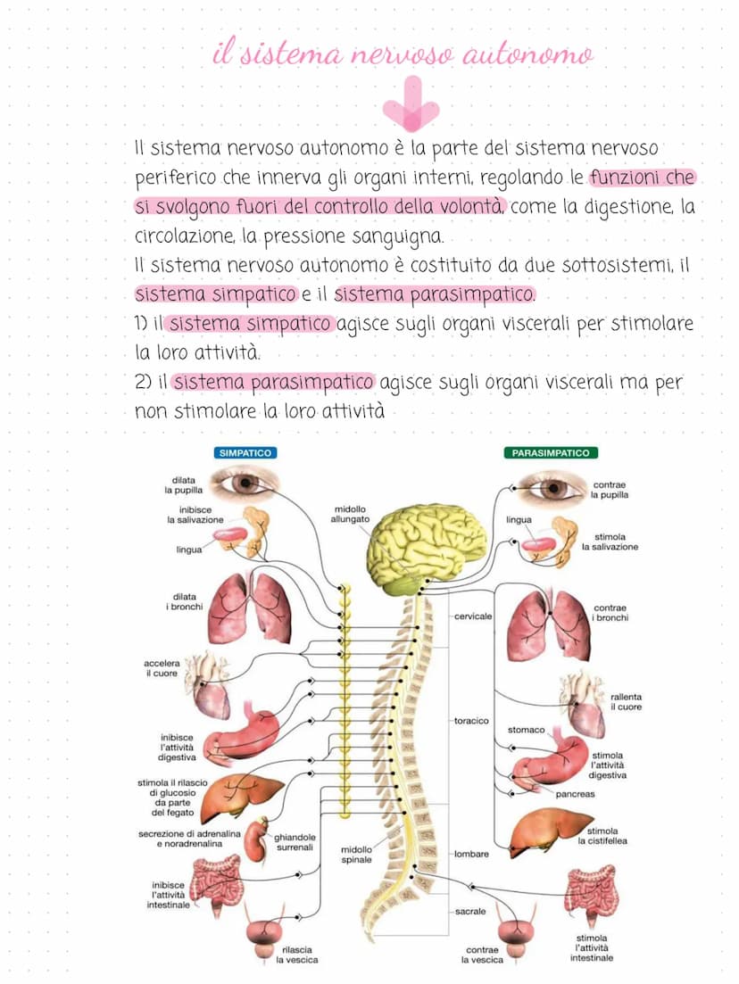il sistema
→
nervoso
cervello
cervelletto
midollo spinale
nervi
é costituito dal tessuto nervoso. riceve gli
stimoli interni ed esterni per 